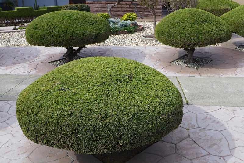 Pruning and trimming advice