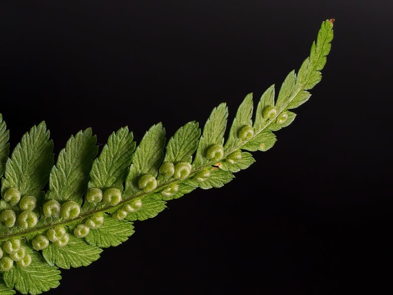 Fern in partial shade