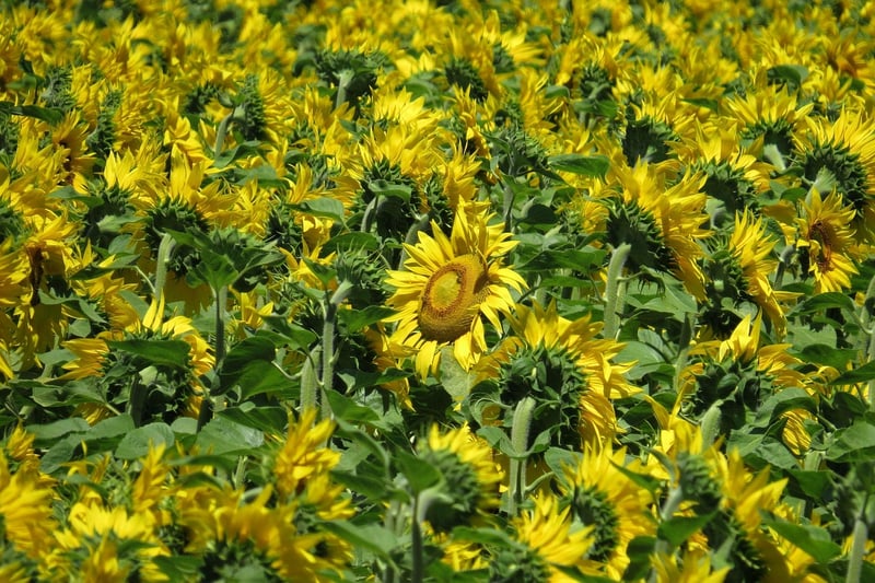 Sunflower in full sun